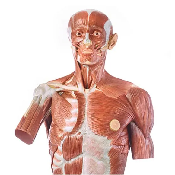 SOMSO Life-size Muscular Torso with Head